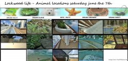 LKWOODLIFE saturday 7th june.jpg