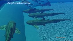 Sony Aquarium VR 黒潮の海.jpg