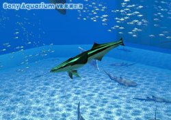 Barracuda.jpg