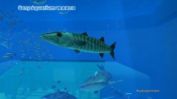 Sony Aquarium VR ???? Barracuda No 9.jpg