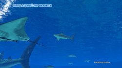 Sony Aquarium VR ???? Shark No 25.jpg