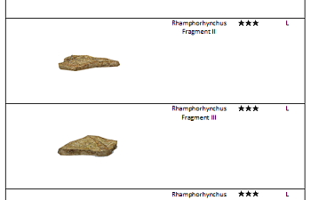 Rhamphorhynchus fossil list.png
